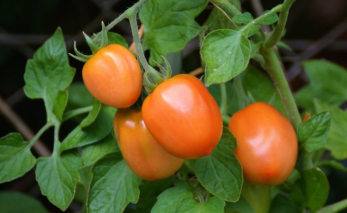 The Tomatoes I Didn't Plant